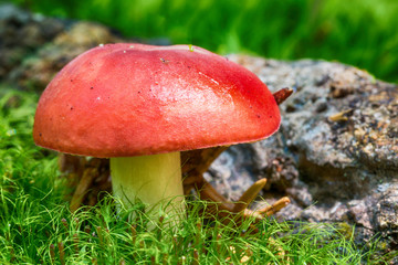 a little mushroom in nature
