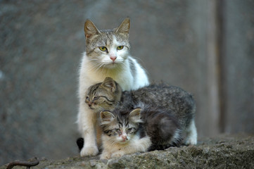 homeless cat with kittens on the street