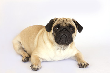 Fototapeta premium A lying pug dog looking sad. Isolated.