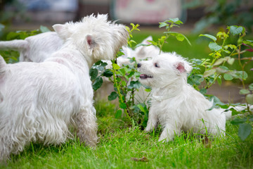 Purebred adult West Highland White Terrier dog on grass in the garden on a sunny day.