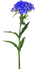 Naklejka na ściany i meble stem with small dark blue blooms on white