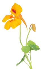 yellow and red nasturtium flower with bloom and bud