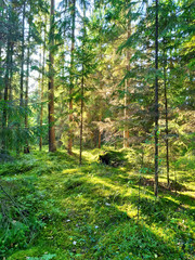 Obraz premium sunny autumn forest with pines