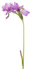 small lilac iris blooms on long stem