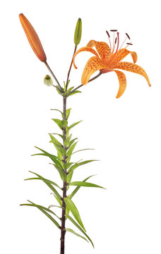 orange tiger isolated lily flower with three buds
