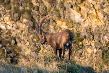 Alpensteinbock am Brienzergrat, Schweiz