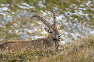 Junger Alpensteinbock am Brienzergrat, Schweiz