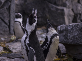 Naklejka premium Pinguins yelling upwards