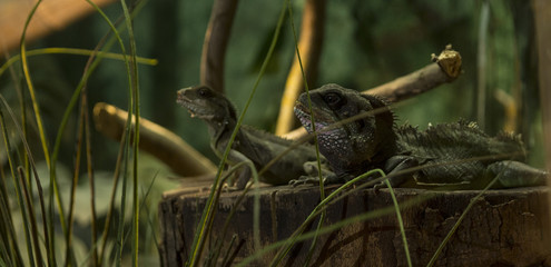 Gekko with friend in Grass