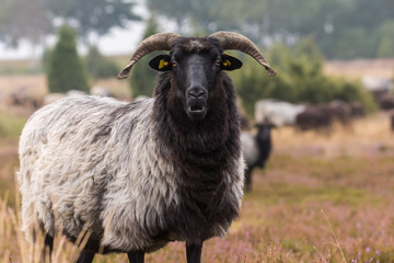 head of a moorland sheep