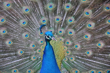 Obraz premium Pfau Rad