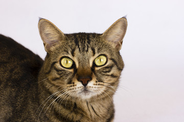 Fototapeta premium A striped cat on a white background looks to the camera. Isolated