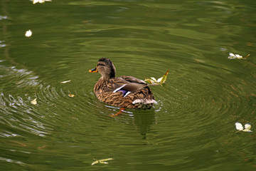 Femmina di anatra selvatica che nuota nel fiume