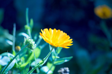 Close-Up of Yellow Flower in Natural Surroundings