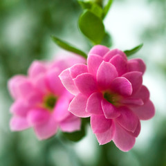 Fototapeta na wymiar Macro view of pink Kalanchoe flowers on a window sill