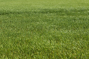 新緑の麦畑 Eared spike of fresh green wheat