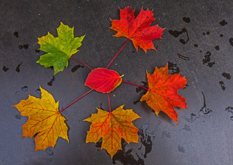 Herbstfarben entfalten sich
