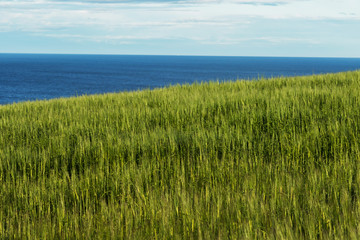 新緑の麦畑 Eared spike of fresh green wheat