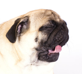 The lying pug is yawning. White background. Isolated.