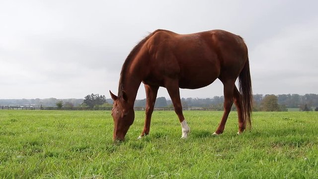 Horse on grazing. English thoroughbred in the enclosure at farmland. 