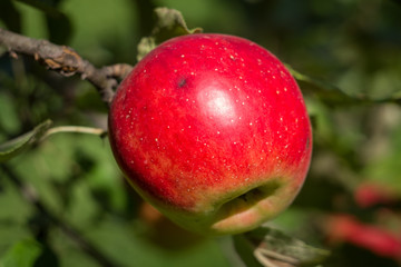 A spline apple in the garden