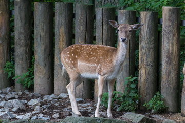 deer