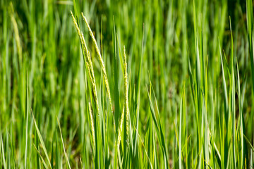 rice plant