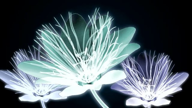 color glass flower isolated on black , the passion flower