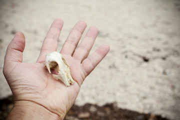 animal skull on the hand