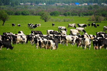 Fototapeta na wymiar cows and grass