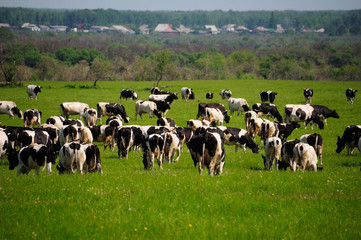 Fototapeta premium cows and grass