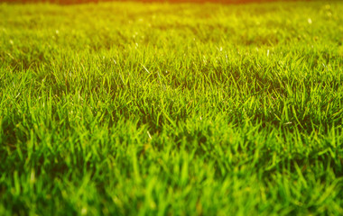 Green lawn, Backyard for background, Grass texture