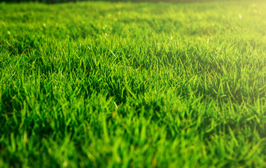 Green lawn, Backyard for background, Grass texture
