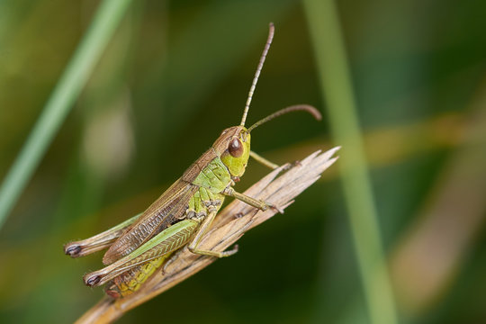Meadow Grasshopper