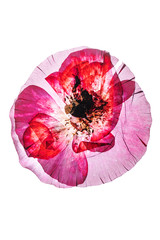 Obraz premium dry poppy flower