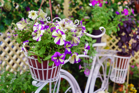 petunia flowers