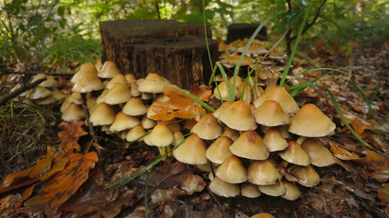 Stockschwamm