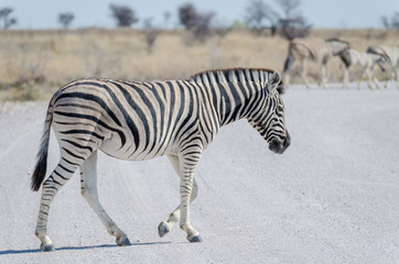 Fototapeta na wymiar Zebra crossing white gray gravel road in Etosha National Park, Namibia, Southern Africa