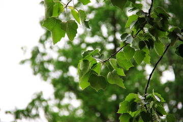 Green Leaves, Closeup , Botanical Garden in China.