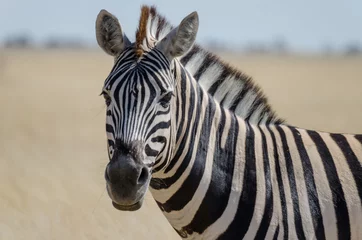 Wall murals Zebra Close-up portrait of Burchells zebra in front of yellow grass, Etosha National Park, Namibia, Southern Africa