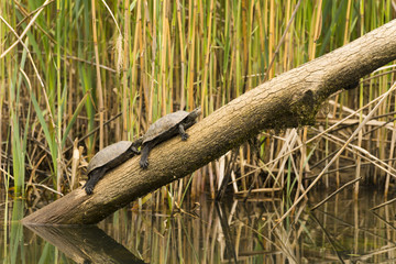 Emydidae family aquatics turtles standing on a wood
