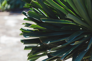 Lange Palmenblätter Schöner Garten