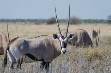 Close-up portrait of beautiful oryx or gemsbok antelope standing in high grass, Etosha National...