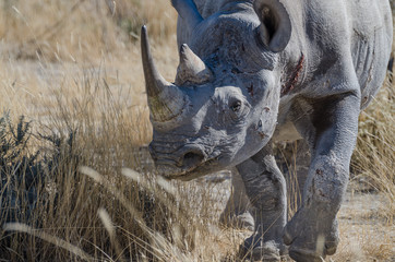Close-up portrait of head of African black rhino with battle scars and injuries, Etosha National Park, Namibia, Africa © Fabian