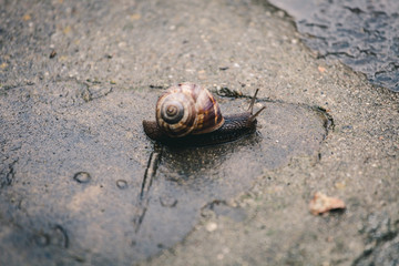 Schnecke nach Regen im Garten
