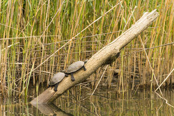 Naklejka premium Emydidae family aquatics turtles standing on a wood