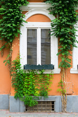 Fototapeta na wymiar Old wooden window overgrown with ivy