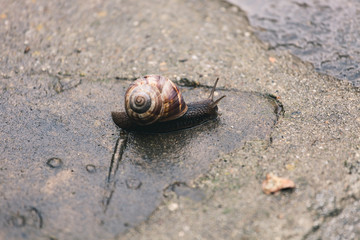 Schnecke nach Regen im Garten