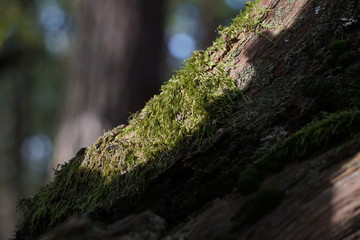 Mit Moos bewachsenes Totholz vor Waldlichtung