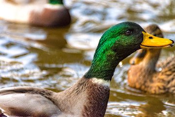 Male duck floats on the river towards the shore